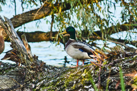 Mallard duck on the trunk of a fallen tree