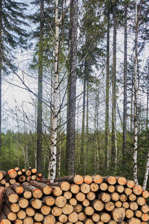 Wood courts in a mixed forest in Polandの写真素材