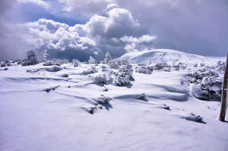 Snow-covered spruce trees during winter in the Giant Mountains in Polandの写真素材