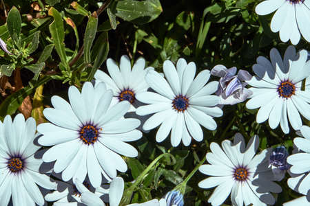 Osteospermum flowers on the Mediterranean Sea in France