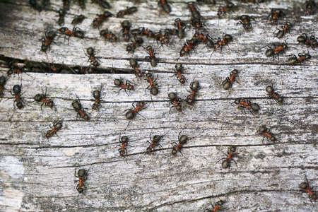 Ants on a dried tree trunk in the forestの写真素材