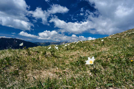 Flowers anemones on a grassy meadow in the Tatra Mountains in Poland