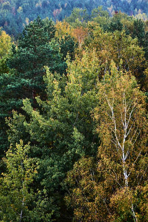 Colorful leaves of trees during autumn in Poland
