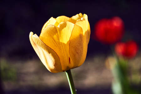 Single, beautiful tulip flower in the garden