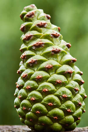 Details of pine cones in the summer in Polandの写真素材