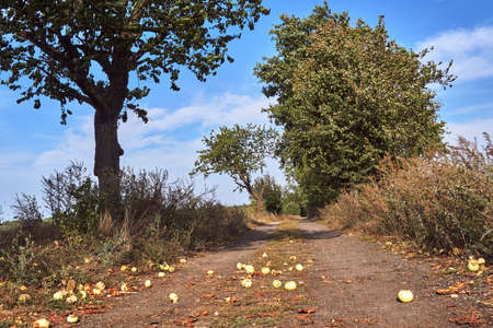 Ripe apples on a dirt road in summer in Polandの写真素材