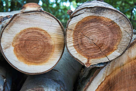 A pile of cut tree trunks in a forest in Polandの写真素材