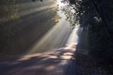Trees in the early morning in Poznanの写真素材