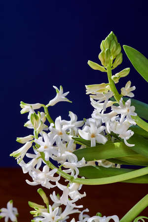 Bud and leaves hyacinth flower on a blue background