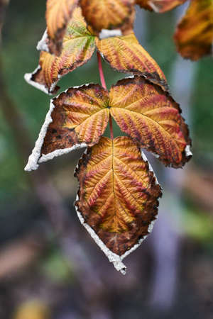 detail of autumn Colorful leaf area in Poland
