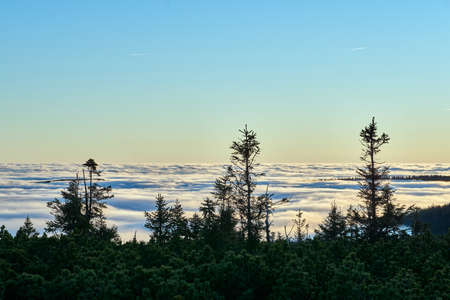 Coniferous forest in Poland. Giant Mountains in Polandの写真素材