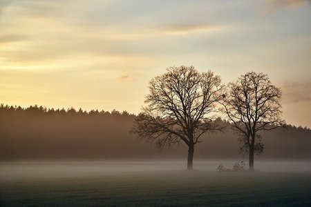 Rural landscape with willow at Sunset in Polandの写真素材