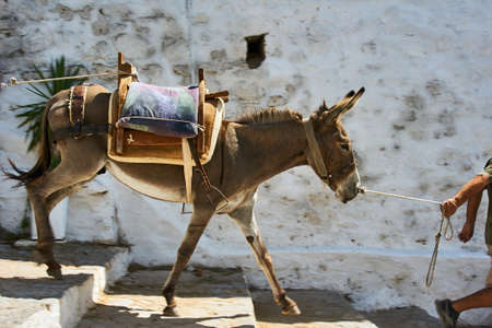 donkey on the streets of the town of Lindos on Rhodes Islandの写真素材
