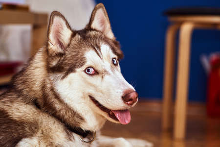 Portrait of a young Siberian husky dog