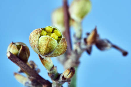 Details of spring buds on the cherry tree in Polandの写真素材