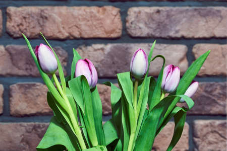 Glass vase with pink tulips on a background of a red brick wall