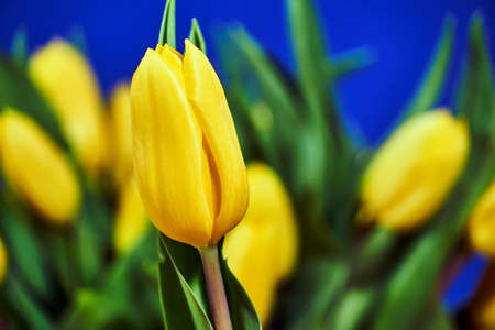Yellow tulip flowers on the background of blue