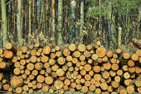 A pile of cut tree trunks in a Forest in Poland