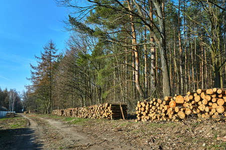 A pile of cut tree trunks and a Forest Road in Poland