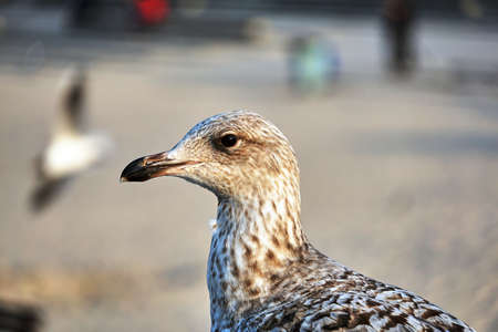 Portrait of a silver gull on the Baltic Sea coast in Poland