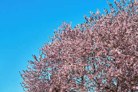 White flowers blooming on a fruit tree during spring in Poland