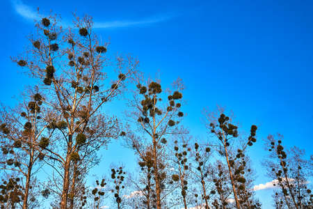 Mistletoe in branches of poplar trees on a background of blue sky