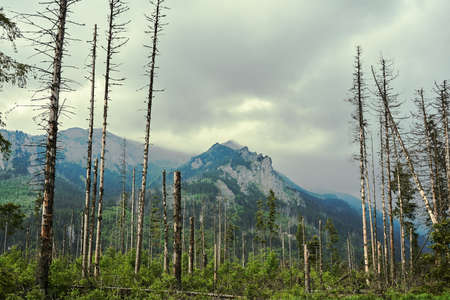 Hurricane trees and rocky peaks in the High Tatras in Polandの写真素材