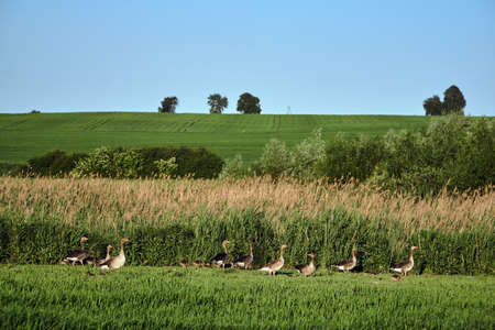 A herd of wild geese resting on a meadow in Polandの写真素材