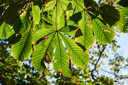 Sunlit buckeye leaf during autumn in Poland