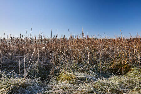 Frosted reeds on the lake during autumn in Poland