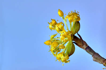 yellow buds and flowers Witch in springの写真素材