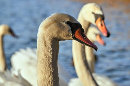 Portrait of a white swan floating on the lake in Polandの写真素材