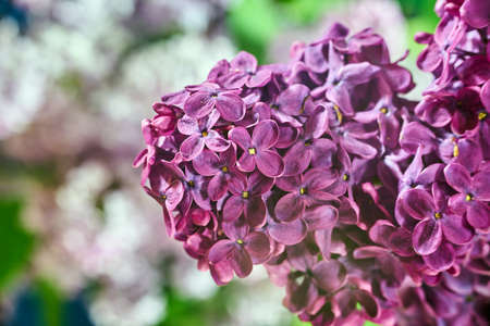 Details of blooming lilac flower in spring in the gardenの写真素材