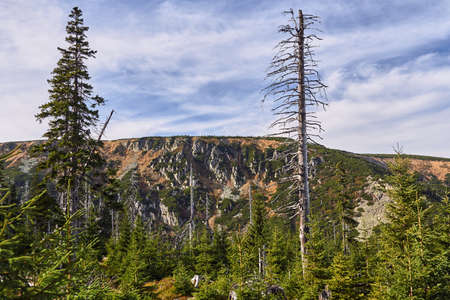 Destroyed coniferous forest in autumn in the Giant Mountains in Polandの写真素材