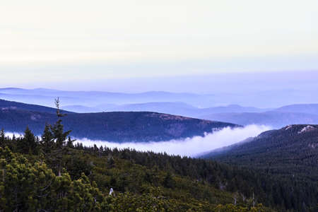 Clouds and fog over the coniferous forest in the mountains in Giant Mountains in Poland