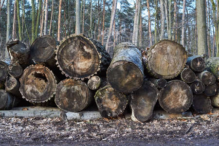A pile of cut wood  in a forest in Poland