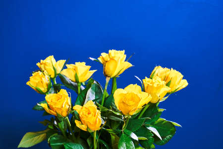 Beautiful bouquet of blooming yellow roses on the blue background