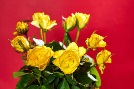 Beautiful bouquet of blooming yellow roses on the red background