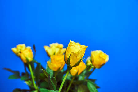 Beautiful bouquet of blooming yellow roses on the blue background
の写真素材