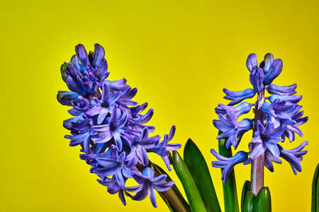 Beautiful bouquet of blooming fillet flowers hyacinth on a yellow background
の写真素材
