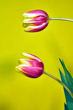 Two red tulips on a yellow   background
の写真素材