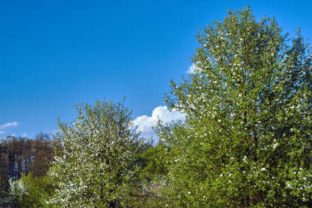 White flowers blooming on a fruit tree during spring in Polandの写真素材