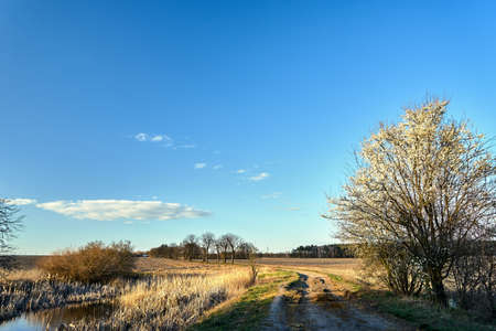 Rural landscape in early spring in Polandの写真素材