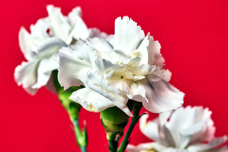 Beautiful white flowers carnations on a red backgroundの写真素材