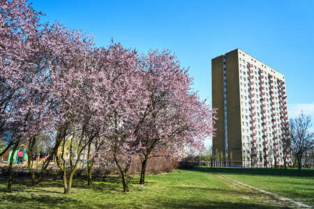 Blooming cherry trees and a multi-storey residential house during spring in Poznan