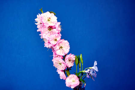 Pink flowers on a twig of tonsil bush on a blue background
の写真素材