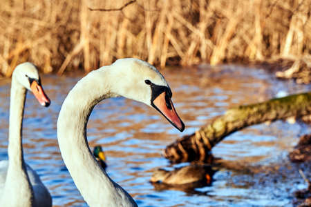 Portrait of a white swan floating on the lake in Polandの写真素材