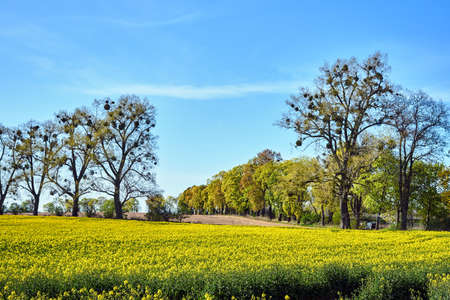 Rural landscape with fields of blooming rapeseed and trees in spring in Polandの写真素材
