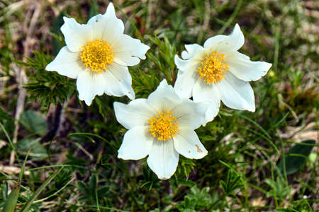 Flowers anemones on a grassy meadow in the Tatra Mountains in Poland