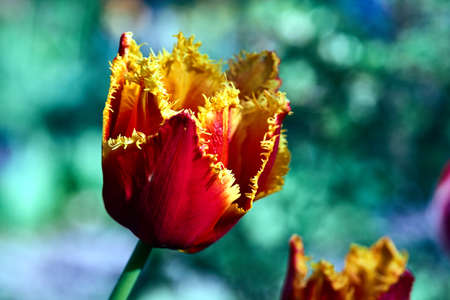 The colorful tulips flower in spring garden
の写真素材